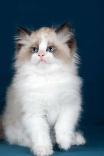 Кошки в Москве: Рэгдолл котята  Мальчик, 120 000 руб. - фото 5