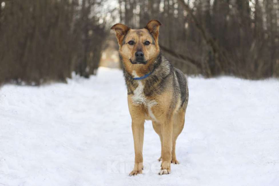 Собаки в Москве: Адалия Девочка, Бесплатно - фото 5