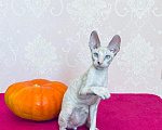 Кошки в Губкине: Чудесный котик Мальчик, 50 000 руб. - фото 1