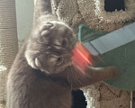 Кошки в Люберцах: Шотландские котята Девочка, Бесплатно - фото 4