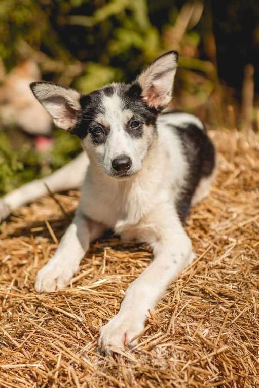 Собаки в Москве: Щенки метисы овчарки в добрые руки Девочка, 1 руб. - фото 5