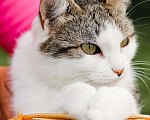Кошки в Москве: Самая уютная кошка Девочка, Бесплатно - фото 5