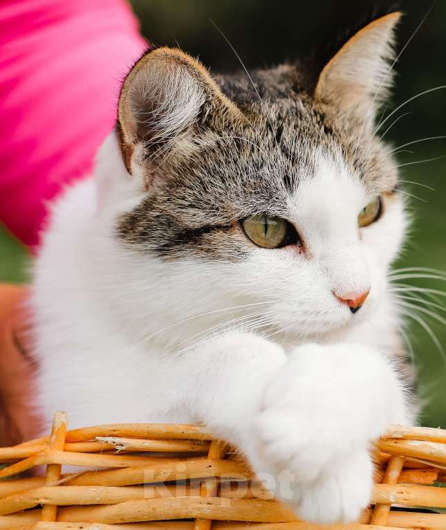 Кошки в Москве: Самая уютная кошка Девочка, Бесплатно - фото 5