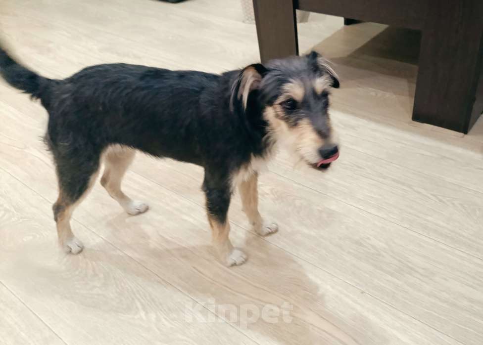 Собаки в Новокузнецке: Маша Фокстерьер охотничий ряд ищет дом ???? Девочка, Бесплатно - фото 5