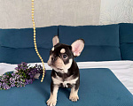 Собаки в Красноярске: Французский бульдог щенок, девочка Девочка, Бесплатно - фото 5