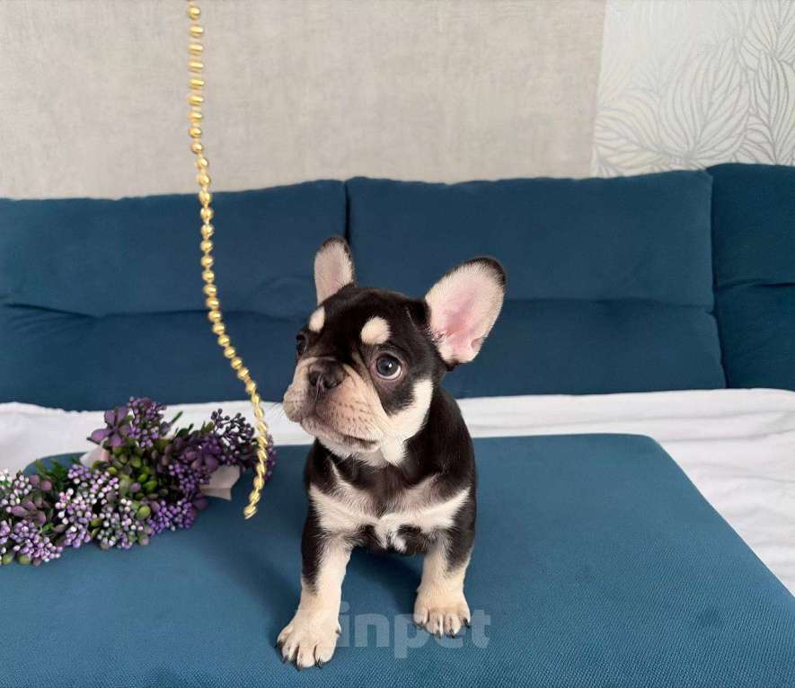 Собаки в Красноярске: Французский бульдог щенок, девочка Девочка, Бесплатно - фото 5
