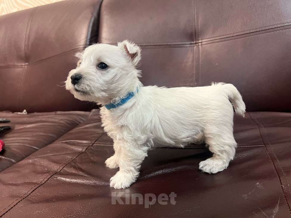 Собаки в Санкт-Петербурге: Щенки Вест-Хайлен-Вайт-Терьеров Разнополые, 65 000 руб. - фото 2