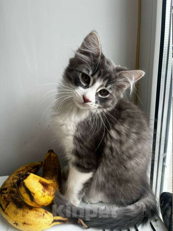 Кошки в Москве: Котенок от домашней кошки в дар ответственним Мальчик, Бесплатно - фото 2