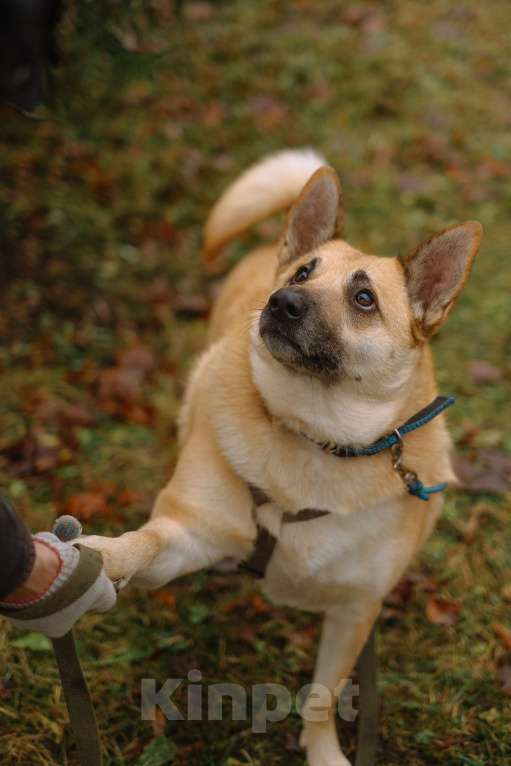 Собаки в Санкт-Петербурге: Собаки из приюта: смышлёная Катрин Девочка, Бесплатно - фото 6