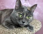 Кошки в Москве: Масяня, ласковая мурлыка, маленькая и забавная кошечка с зелеными глазами в добрые руки. Девочка, 10 руб. - фото 2