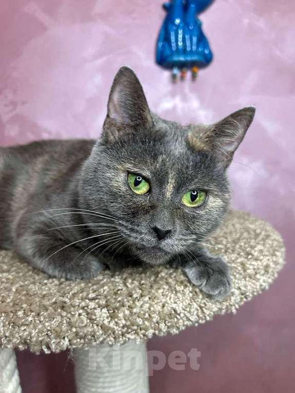 Кошки в Москве: Масяня, ласковая мурлыка, маленькая и забавная кошечка с зелеными глазами в добрые руки. Девочка, 10 руб. - фото 2
