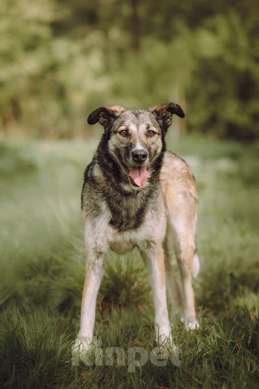 Собаки в Москве: Рокки  Мальчик, Бесплатно - фото 5