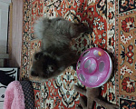 Собаки в Болоховом: коричневая померашка Девочка, 8 500 руб. - фото 2