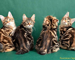 Кошки в Истре: Шикарные котята курильского бобтейла Мальчик, 25 000 руб. - фото 1
