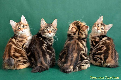 Объявление: Шикарные котята курильского бобтейла, 25 000 руб., Истра