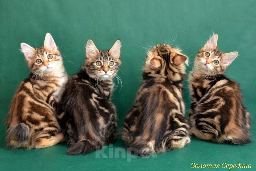 Кошки в Истре: Шикарные котята курильского бобтейла Мальчик, 25 000 руб. - фото 1