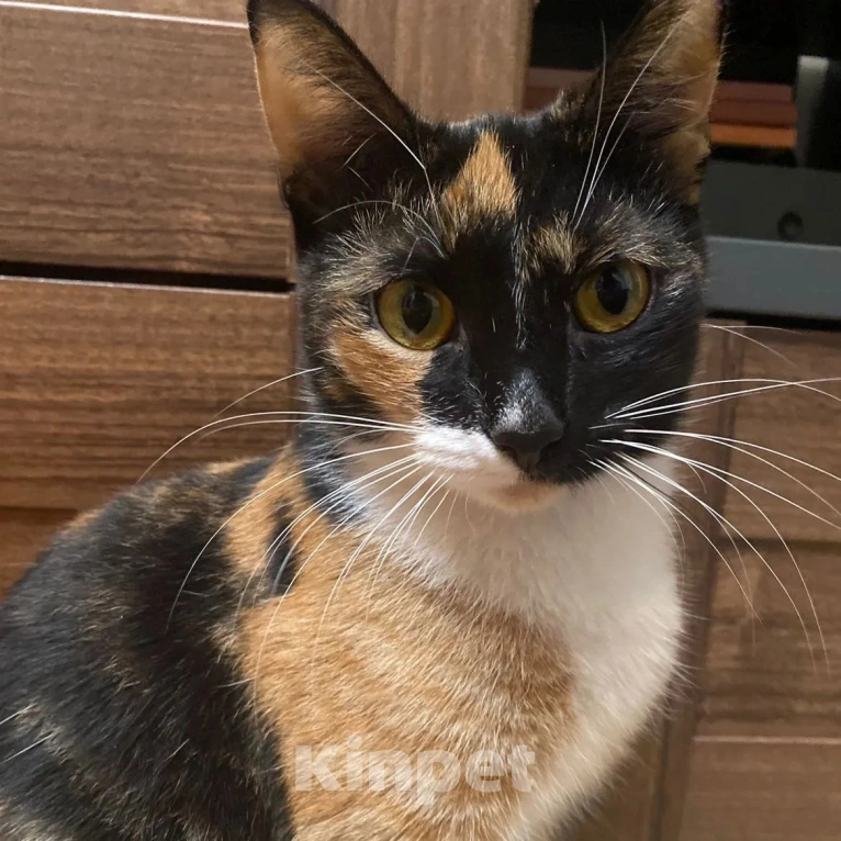 Кошки в Москве: Неужели и впрямь никто не заберет? Девочка, Бесплатно - фото 5