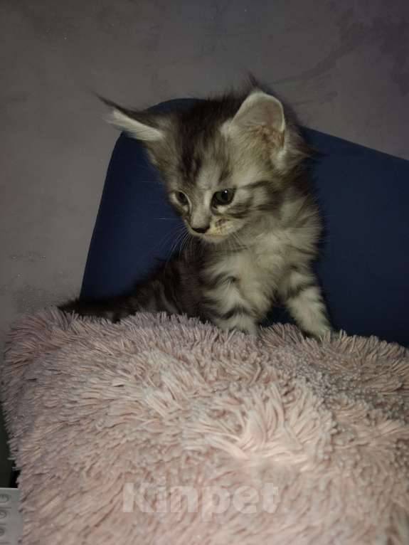Кошки в Ставрополе: Алекс Мальчик, 20 000 руб. - фото 4