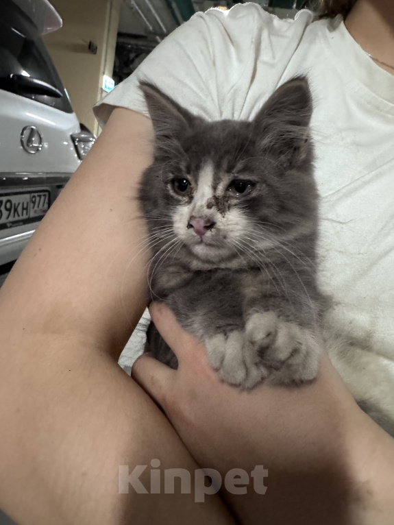 Кошки в Москве: Котёнок в добрые руки Мальчик, Бесплатно - фото 3
