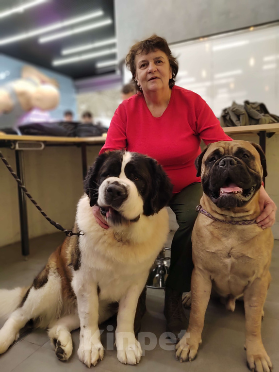 Собаки в Москве: Бульмастиф Девочка, Бесплатно - фото 3