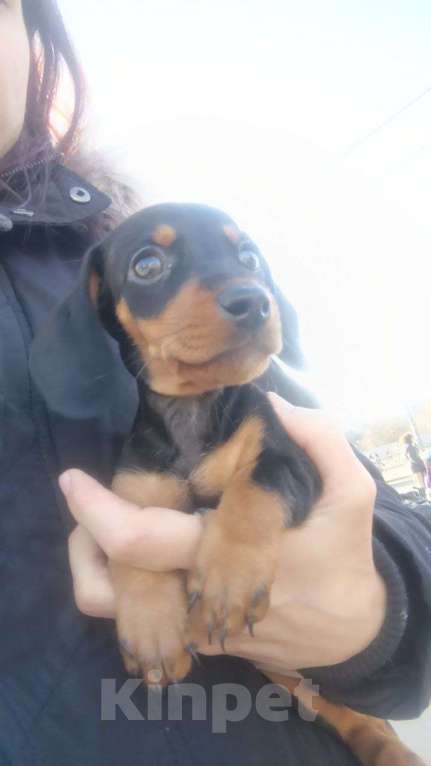 Собаки в Кировске: Щенок карликовой таксы Девочка, 20 000 руб. - фото 2