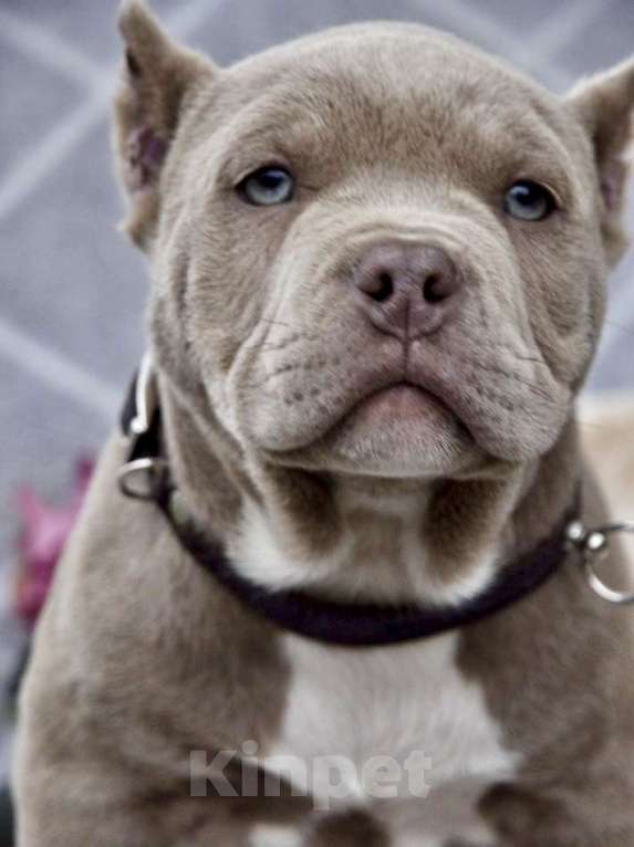 Собаки в Москве: Американский булли мальчик  Мальчик, 100 000 руб. - фото 2