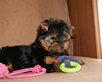 Собаки в Москве: Йоркширский терьер, щенок девочка Девочка, 60 000 руб. - фото 2