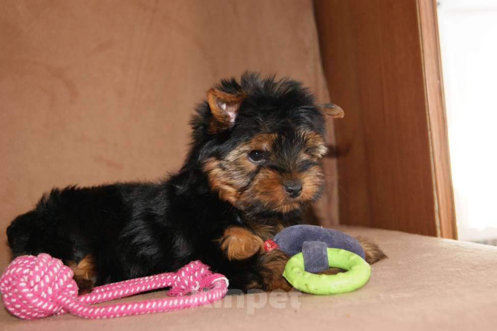 Собаки в Москве: Йоркширский терьер, щенок девочка Девочка, 60 000 руб. - фото 2
