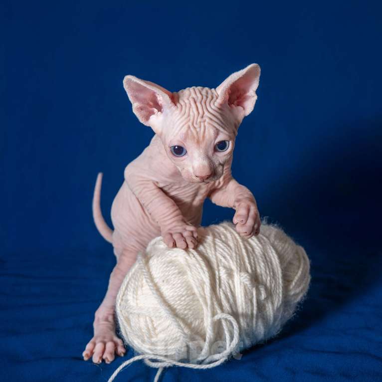 Кошки в Москве: Разноглазый канадский сфинкс  Мальчик, 50 000 руб. - фото 4