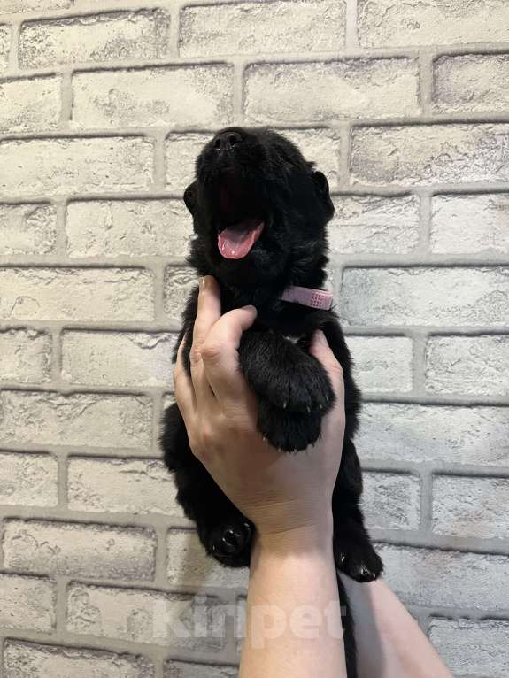 Собаки в Полевском: Продаю щенков немецкой овчарки  Мальчик, 25 000 руб. - фото 3