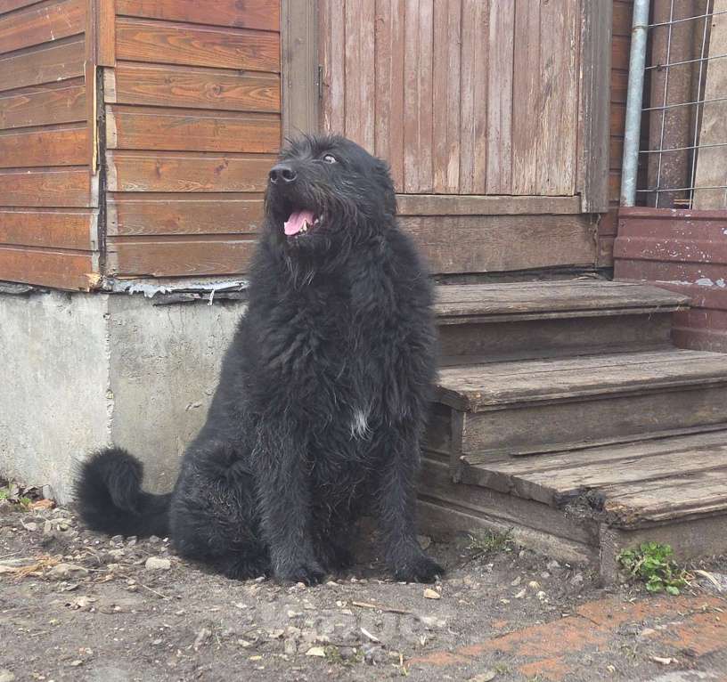 Собаки в других городах Московской области: Малыш ищет дом Мальчик, Бесплатно - фото 1