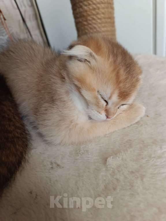 Кошки в Екатеринбурге: Вислоухий мальчик окрас ny11 Мальчик, 16 000 руб. - фото 4