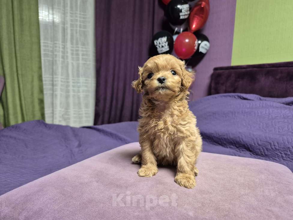 Собаки в Москве: Рыжая девочка мальтипу Девочка, 100 000 руб. - фото 3