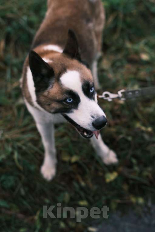 Собаки в других городах Московской области: Деймон Мальчик, Бесплатно - фото 6
