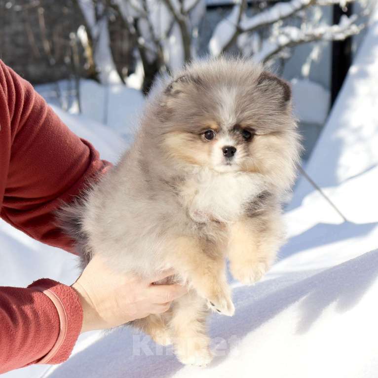 Собаки в Москве: Мраморная ФАНТАСТИЧЕСКАЯ девочка шпица Девочка, 120 000 руб. - фото 1