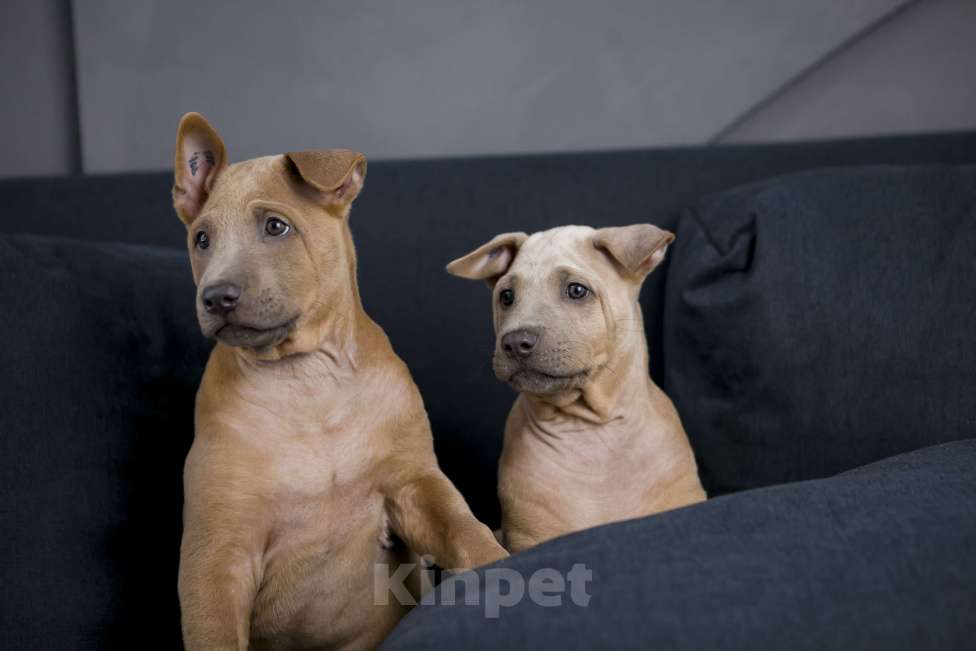 Собаки в Сургуте: Продам щенков Тайского Риджбека Девочка, Бесплатно - фото 3