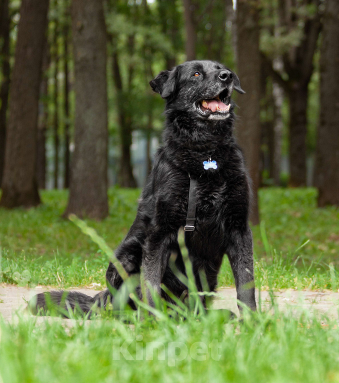 Собаки в других городах Московской области: Спокойный мишка Мальчик, Бесплатно - фото 3