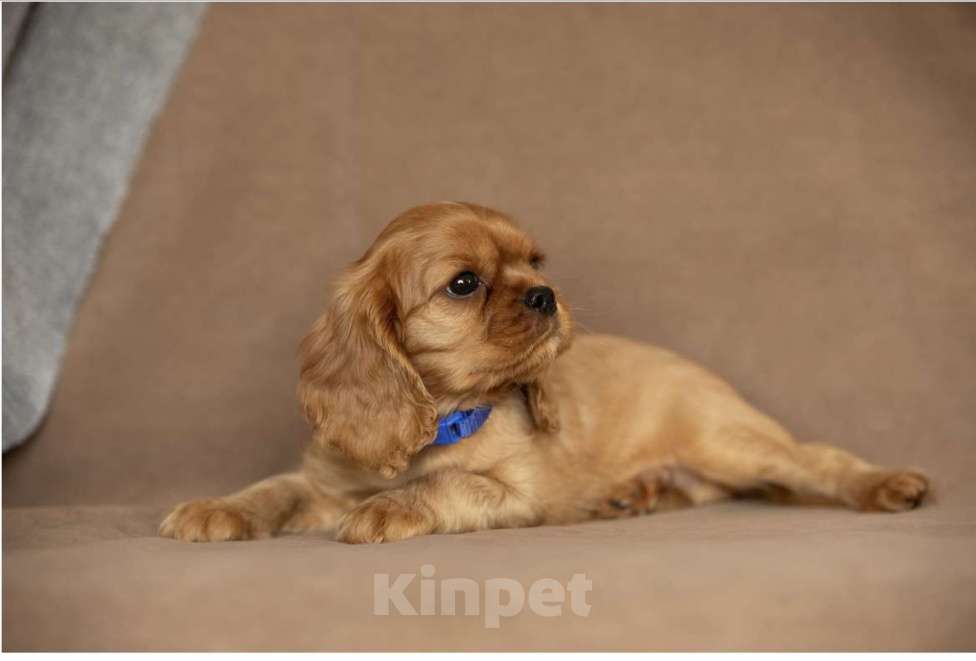 Собаки в Тарусе: Мальчик Мальчик, 90 000 руб. - фото 4