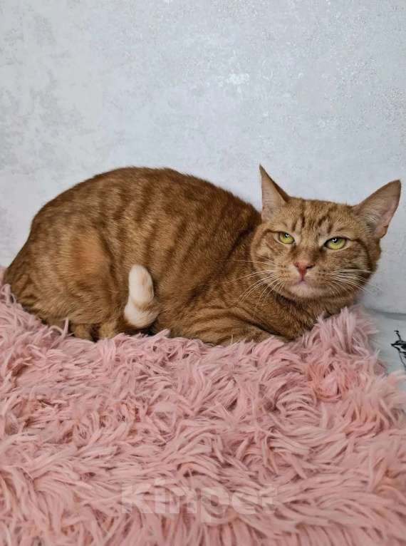 Кошки в Москве: Рыжий кот в добрые руки Мальчик, Бесплатно - фото 8