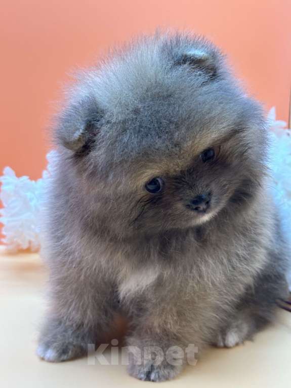 Собаки в Санкт-Петербурге: Голубо-соболиный мальчик Мальчик, 30 000 руб. - фото 4