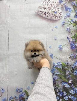 Шикарный мальчик