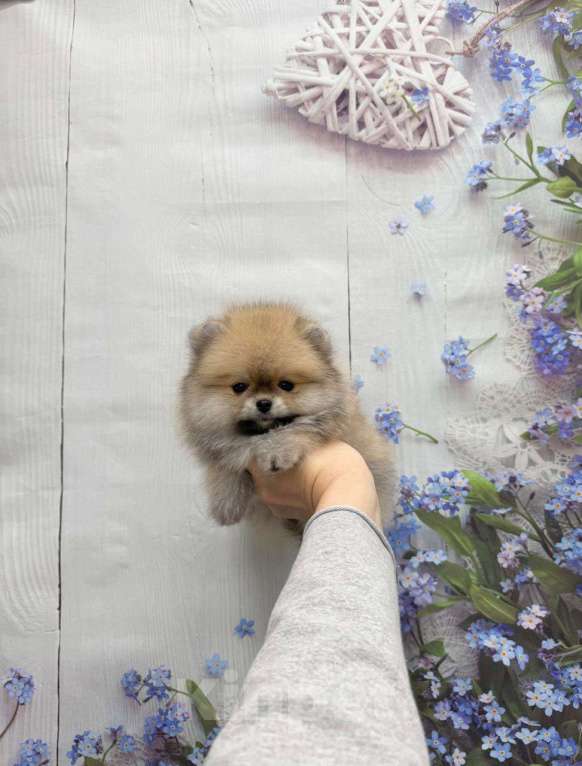 Собаки в Москве: Шикарный мальчик Мальчик, 25 000 руб. - фото 1