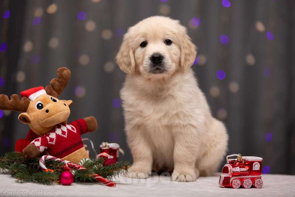 Собаки в Москве: Щенок золотистого ретривера Мальчик, Бесплатно - фото 1
