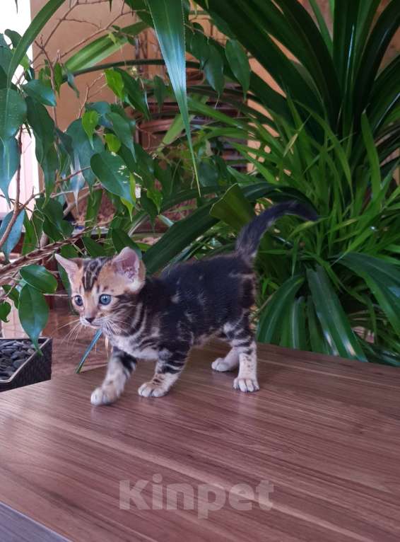 Кошки в Симферополе: Бенгальский мальчик  Мальчик, 25 000 руб. - фото 3