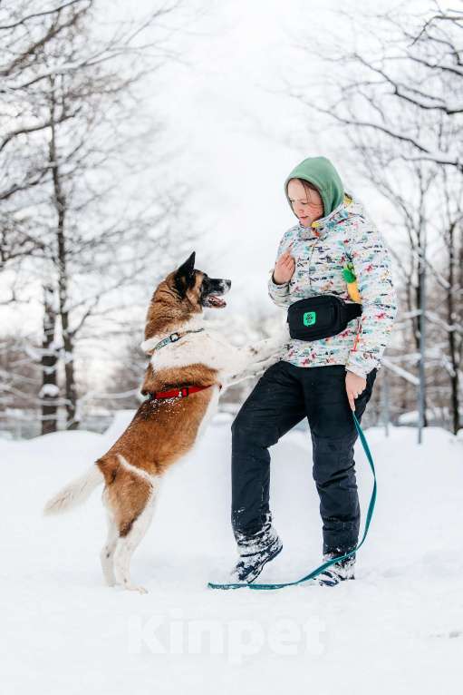 Собаки в Москве: Удивительная Рошель ищет дом Девочка, Бесплатно - фото 10