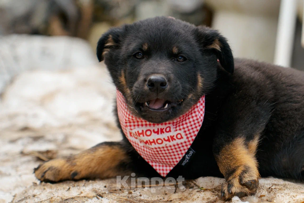 Собаки в Красногорске: Щенок мальчик Юджин 2 месяца Мальчик, Бесплатно - фото 4