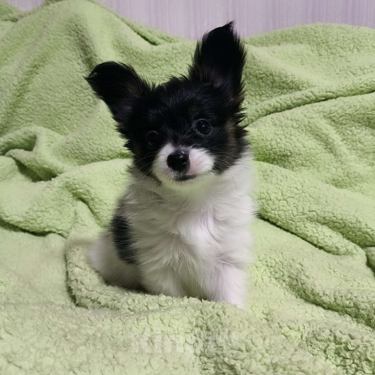 Собаки в Москве: Папийон девочка триколор Девочка, 58 000 руб. - фото 2