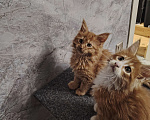 Кошки в Казани: Продаются котята породы Мейн Кун. Мальчик, 20 000 руб. - фото 3