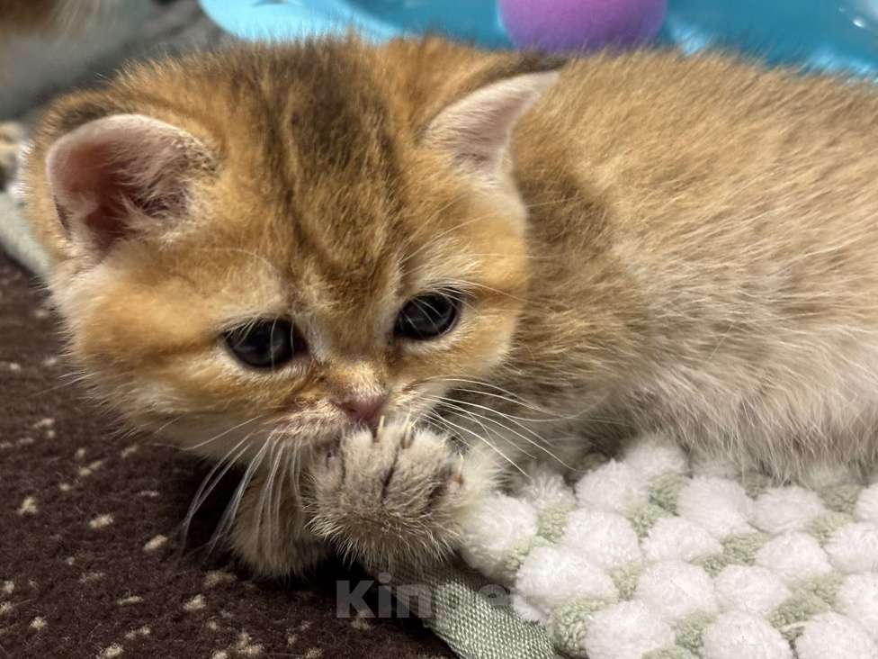 Кошки в Пензе: Шотландские Девочка, 18 000 руб. - фото 6