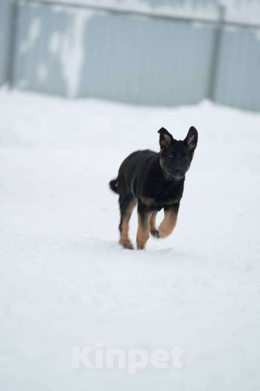 Собаки в Липецке: Щенок ВЕО Девочка, 35 000 руб. - фото 5